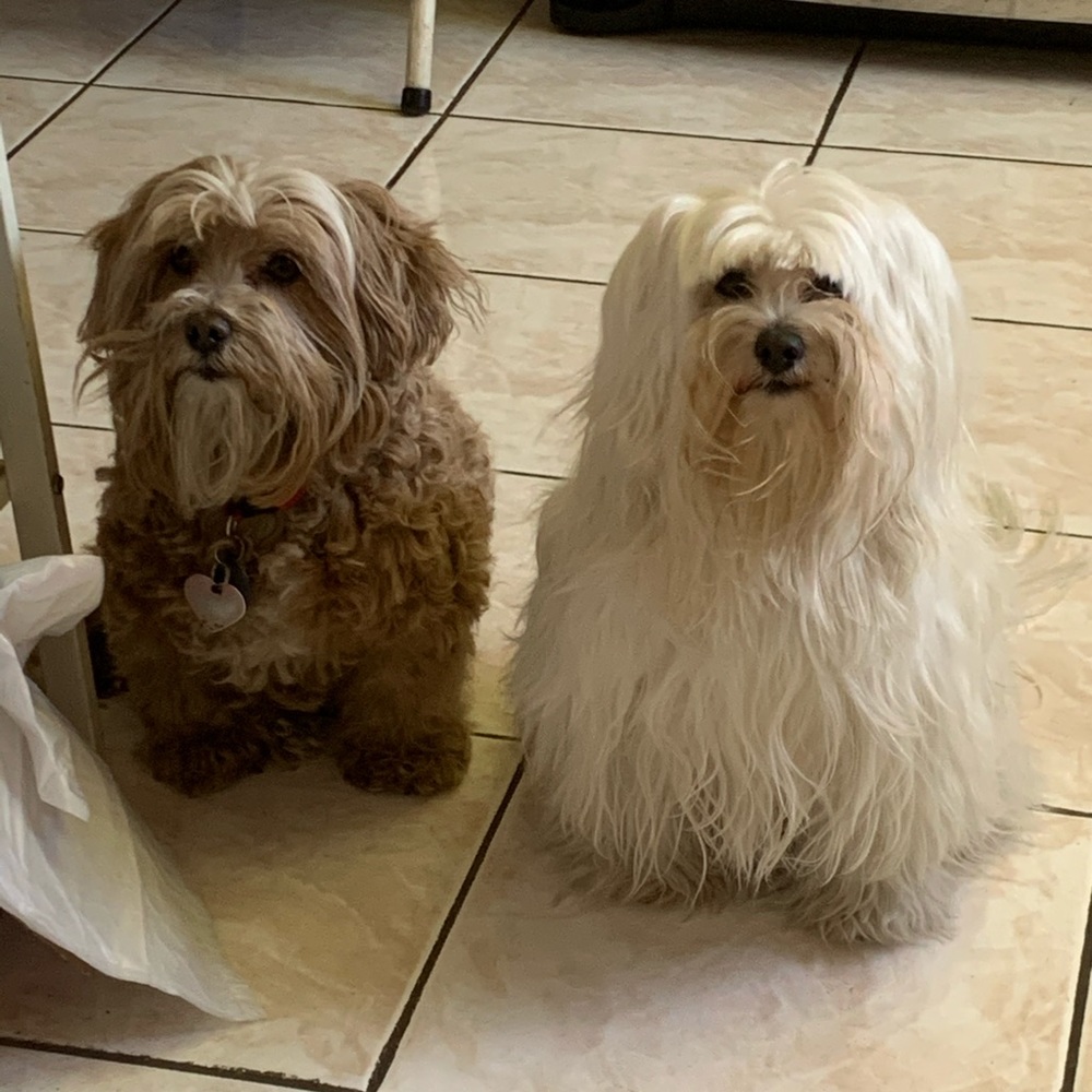 Meet your Posher, Albert